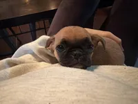 Maeve, a female Pug and Brussels Griffon for sale in Bloomington, IL – Photo 3 of 10