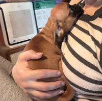 Maeve, a female Pug and Brussels Griffon for sale in Bloomington, IL – Photo 10 of 10