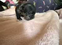 Coraline, a female Pug for sale in Bloomington, IL – 8 of 10