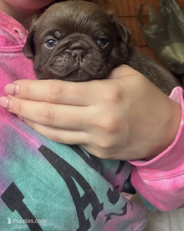 Arnold  – Pug puppy for sale in Bloomington, IL