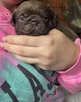 Arnold , a male Pug for sale in Bloomington, IL – 1 of 10