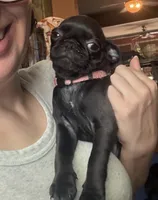 Marie, a female Pug for sale in Bloomington, IL – 3 of 10
