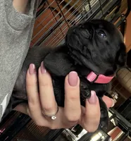 Petal, a female Pug for sale in Bloomington, IL – 7 of 10