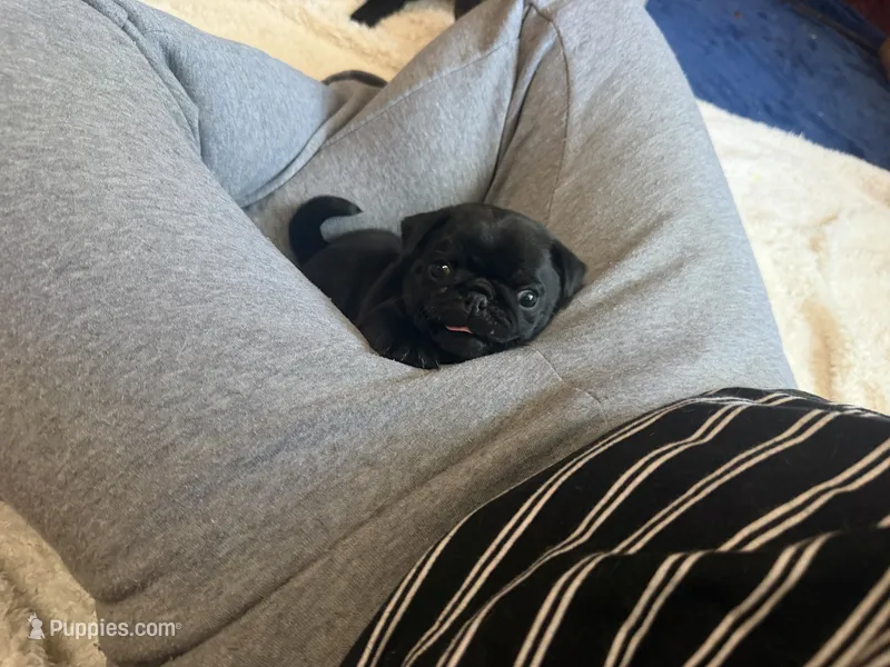 Ted – Pug puppy for sale in Bloomington, IL