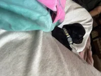 Snowy, a female Pug for sale in Bloomington, IL – 6 of 10