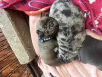 Count Chocula Jr., a male Pug for sale in Bloomington, IL – 8 of 10