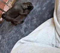 Twix, a male Pug for sale in Bloomington, IL – Photo 7 of 10