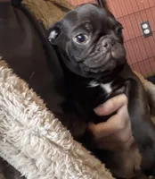 Twix, a male Pug for sale in Bloomington, IL – Photo 4 of 10