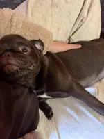 Twix, a male Pug for sale in Bloomington, IL – Photo 8 of 10