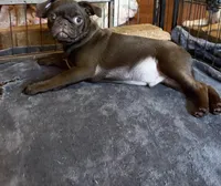 Twix, a male Pug for sale in Bloomington, IL – Photo 5 of 10