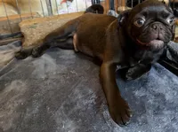 Twix, a male Pug for sale in Bloomington, IL – Photo 9 of 10