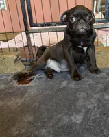 Twix, a male Pug for sale in Bloomington, IL – Photo 6 of 10