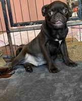 Twix, a male Pug for sale in Bloomington, IL – Photo 1 of 10