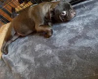 Twix, a male Pug for sale in Bloomington, IL – Photo 10 of 10