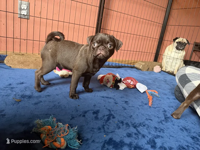 Twix – Pug puppy for sale in Bloomington, IL