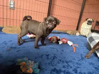 Twix, a male Pug for sale in Bloomington, IL – Photo 2 of 10