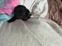 Snowy, a female Pug for sale in Bloomington, IL – 7 of 10