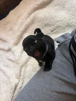 Ted, a male Pug for sale in Bloomington, IL – 5 of 10