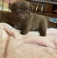 Lila 🍫 , a female Pug for sale in Bloomington, IL – 5 of 10