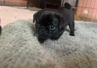 Petal, a female Pug for sale in Bloomington, IL – 5 of 10