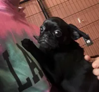 Rex, a male Pug and Brussels Griffon for sale in Bloomington, IL – Photo 7 of 10