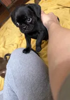 Rex, a male Pug and Brussels Griffon for sale in Bloomington, IL – Photo 1 of 10