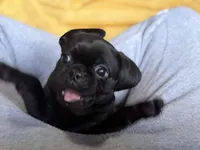 Rex, a male Pug and Brussels Griffon for sale in Bloomington, IL – Photo 3 of 10