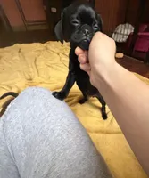 Rex, a male Pug and Brussels Griffon for sale in Bloomington, IL – Photo 5 of 10