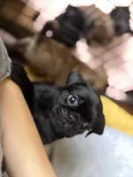 Rex, a male Pug and Brussels Griffon for sale in Bloomington, IL – Photo 4 of 10