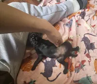 Rex, a male Pug and Brussels Griffon for sale in Bloomington, IL – Photo 10 of 10