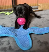 Rex, a male Pug and Brussels Griffon for sale in Bloomington, IL – Photo 9 of 10