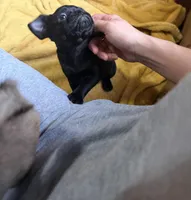 Rex, a male Pug and Brussels Griffon for sale in Bloomington, IL – Photo 6 of 10