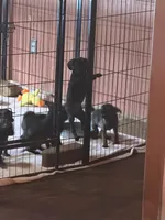 Rex, a male Pug and Brussels Griffon for sale in Bloomington, IL – Photo 8 of 10