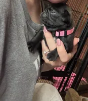 Petal, a female Pug for sale in Bloomington, IL – 9 of 10