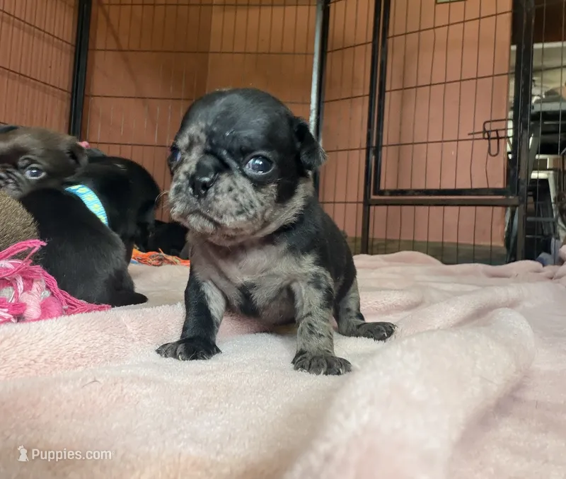 Coraline – Pug puppy for sale in Bloomington, IL