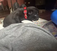 Berry, a male Pug for sale in Bloomington, IL – 7 of 10