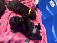 Earl, a male Pug for sale in Bloomington, IL – 9 of 10