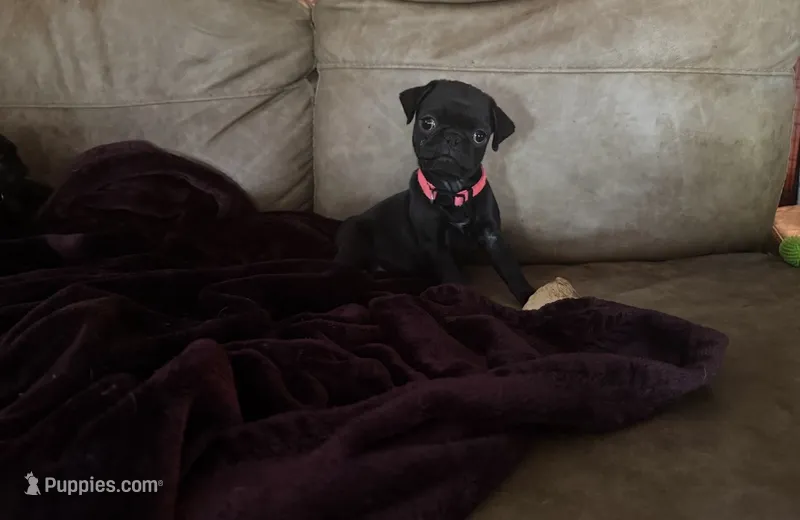 Petal – Pug puppy for sale in Bloomington, IL