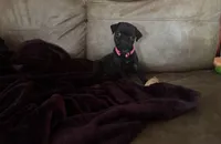 Petal, a female Pug for sale in Bloomington, IL – 1 of 10