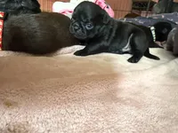 Chip, a male Pug for sale in Bloomington, IL – 6 of 10
