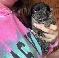 Blue , a male Pug for sale in Bloomington, IL – 3 of 10