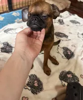 Rex, a male Brussels Griffon for sale in Bloomington, IL – 2 of 10