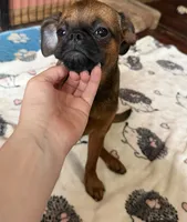 Rex, a male Brussels Griffon for sale in Bloomington, IL – 3 of 10