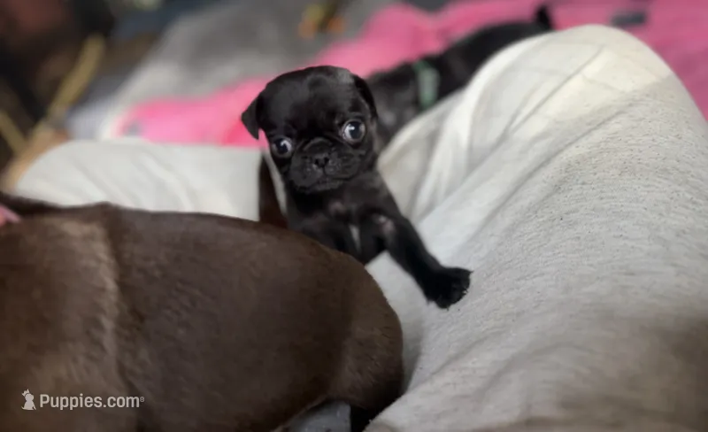 Nuggie – Pug puppy for sale in Bloomington, IL
