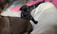 Nuggie, a male Pug for sale in Bloomington, IL – 3 of 10