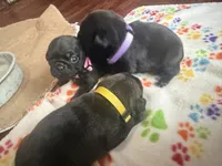 Petal, a female Pug for sale in Bloomington, IL – 6 of 10