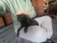 Charles, a male Pug and Brussels Griffon for sale in Bloomington, IL – 3 of 10