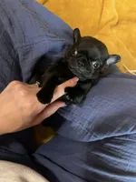 Nuggie, a male Pug for sale in Bloomington, IL – 7 of 10