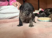 Coraline, a female Pug for sale in Bloomington, IL – 2 of 10