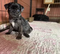 Blue , a female Pug for sale in Bloomington, IL – 1 of 10
